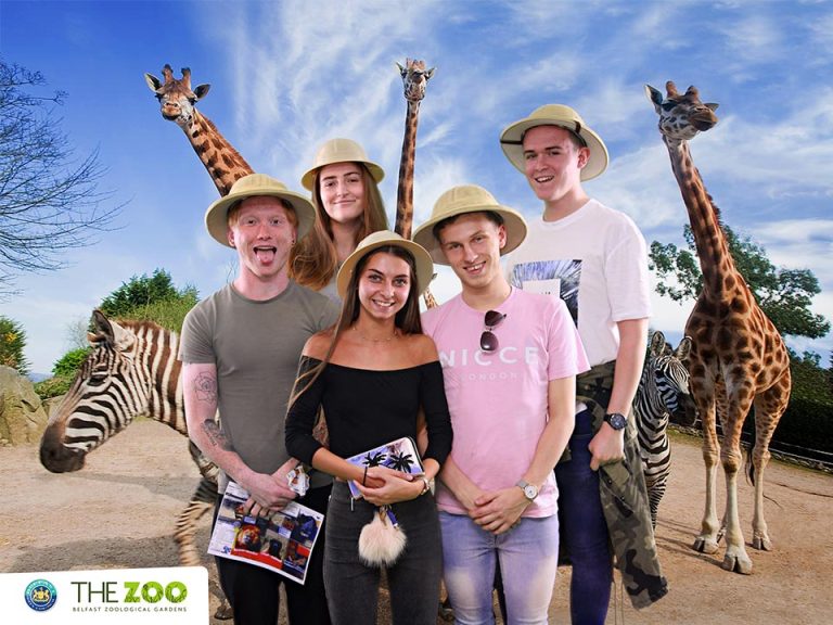 Belfast-Zoo-Giraffe-group